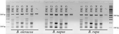DNA-Free Genome Editing of Brassica oleracea and B. rapa Protoplasts Using CRISPR-Cas9 Ribonucleoprotein Complexes